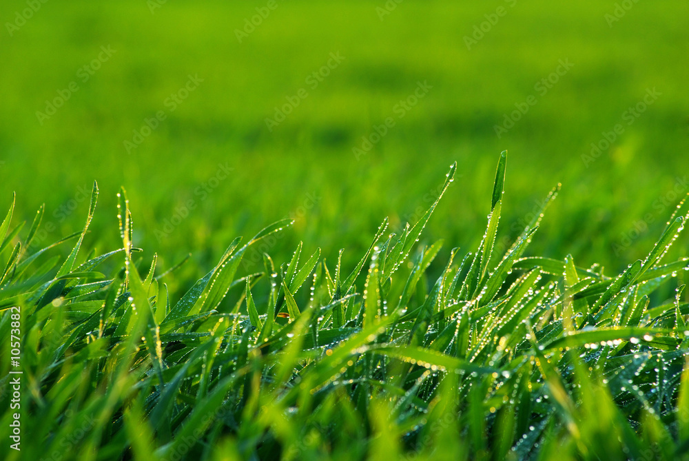 lawn