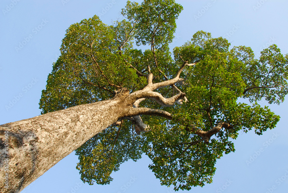 Huge Asian tree