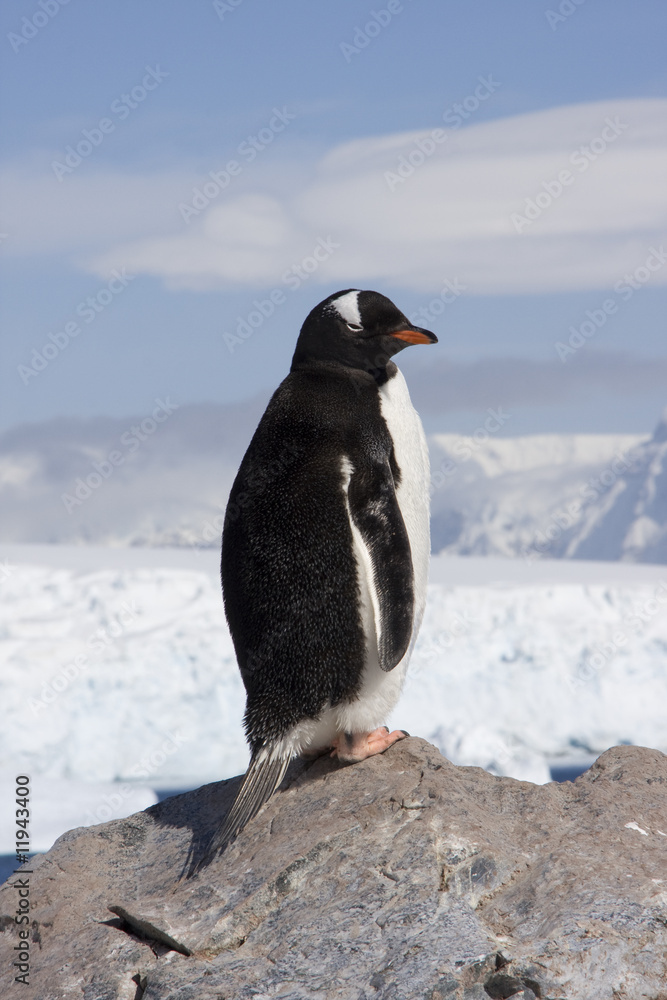 Eselspinguin