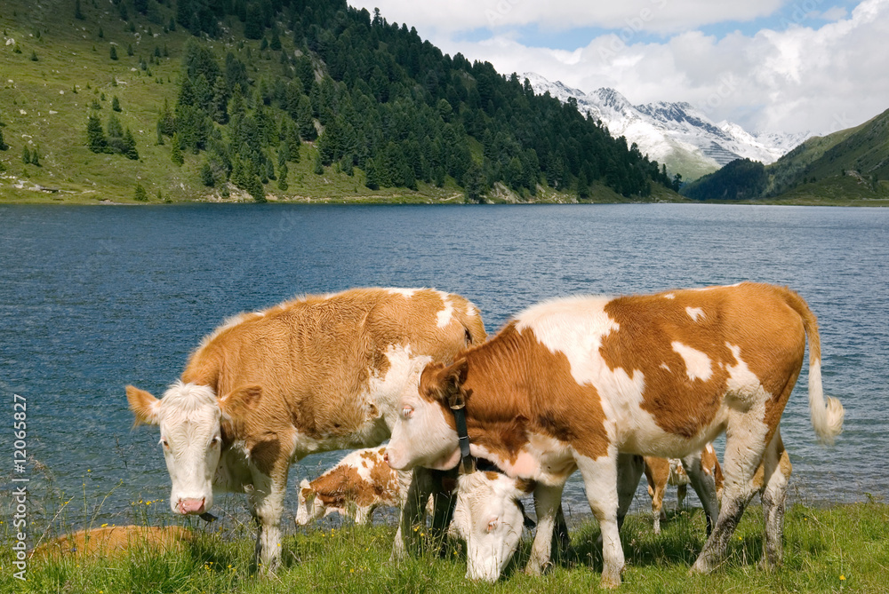 Kühe am Bergsee