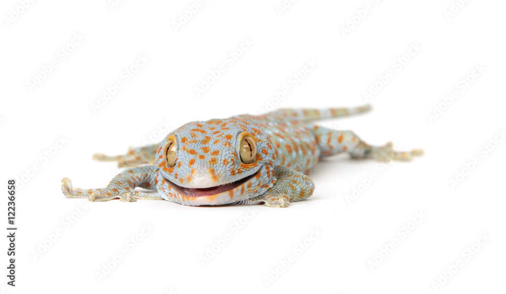 Gecko