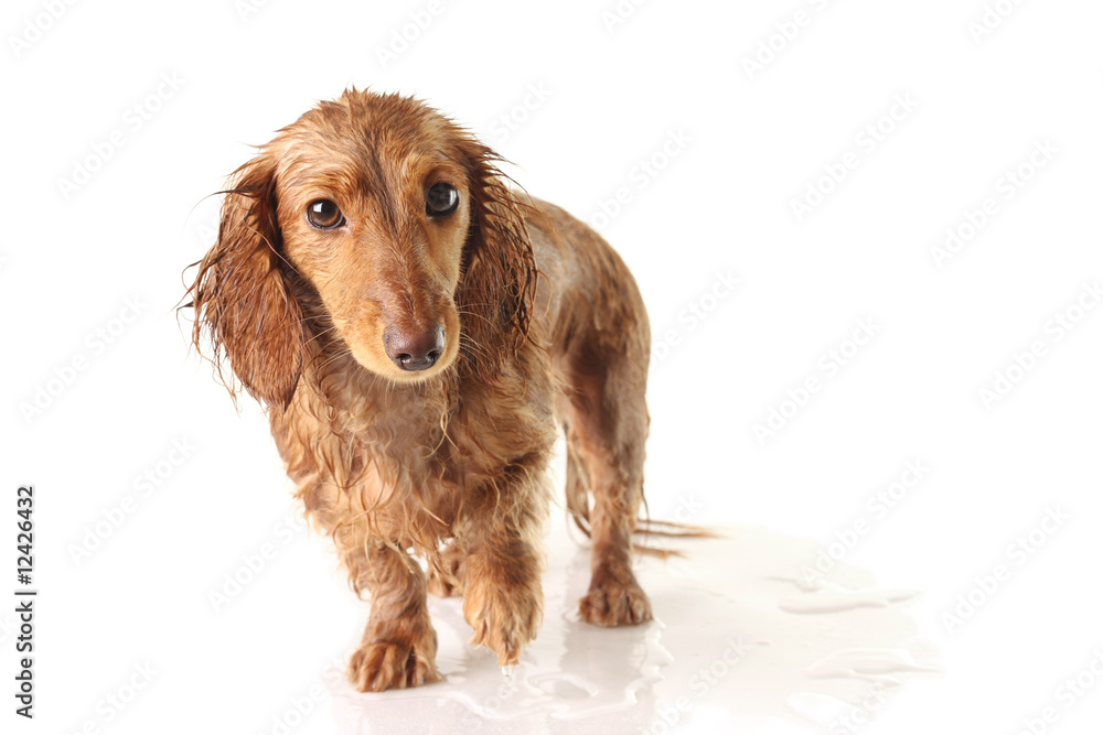 Soaked puppy looking very unhappy.