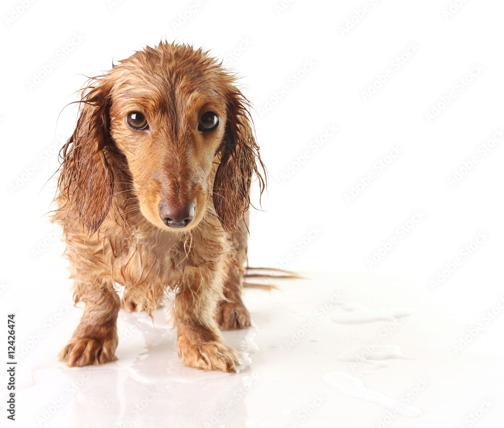 Soaked puppy