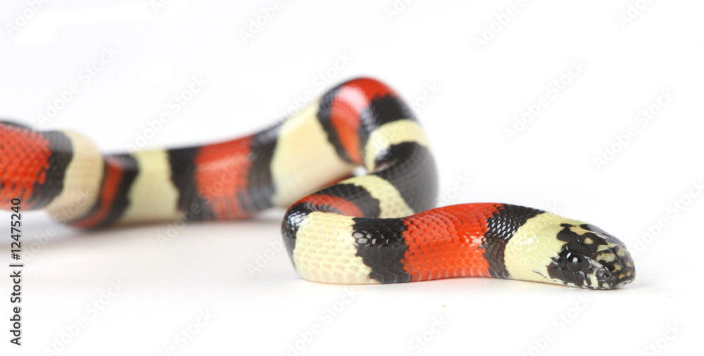 pueblan milk snake