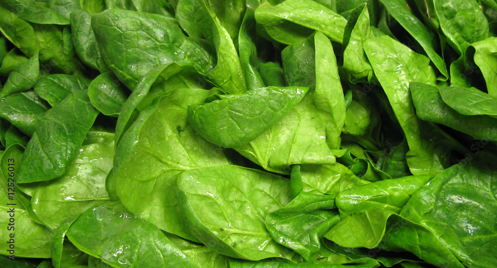 Spinach fresh wet leaves