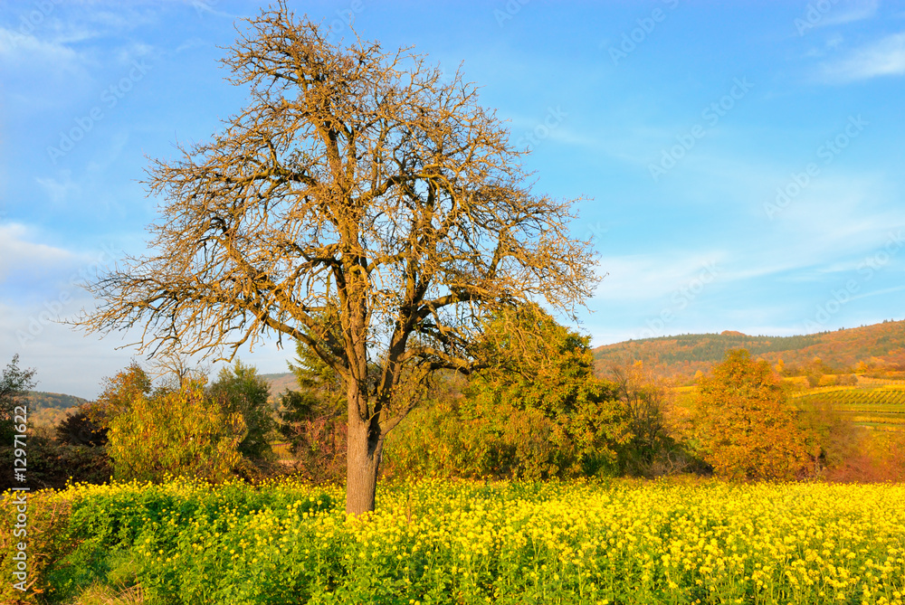 Sonniger Tag im Herbst