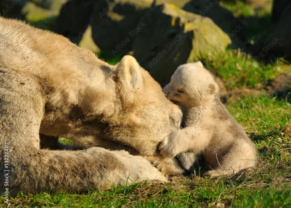 polar bear and cub