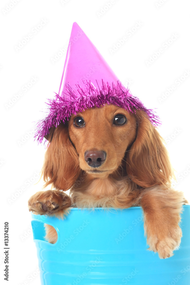 生日腊肠犬