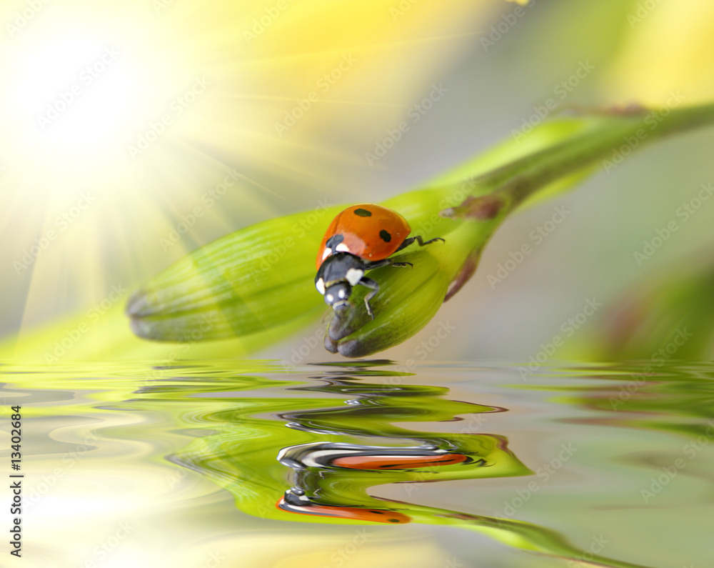 Ladybug sitting on a green leaf