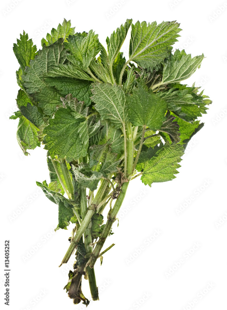 Nettle