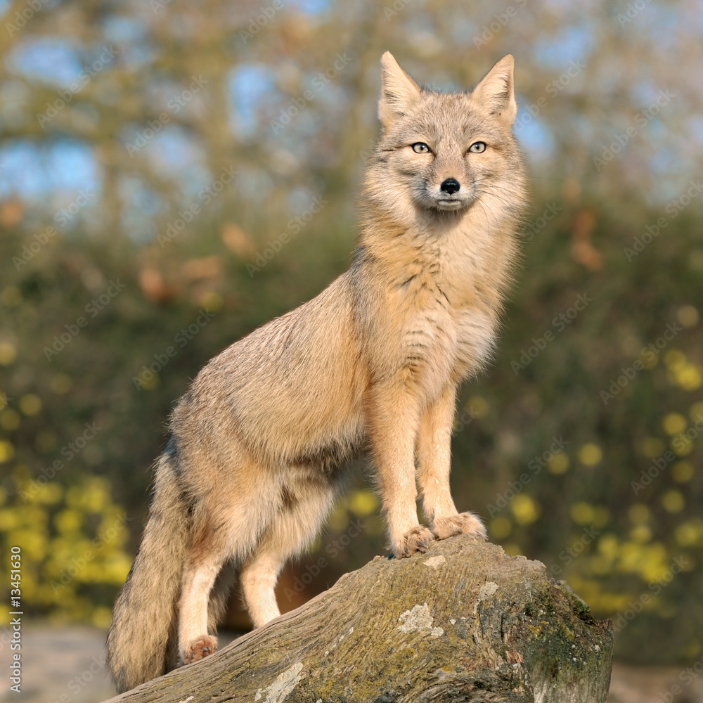 Fuchs auf seinem Ausguck