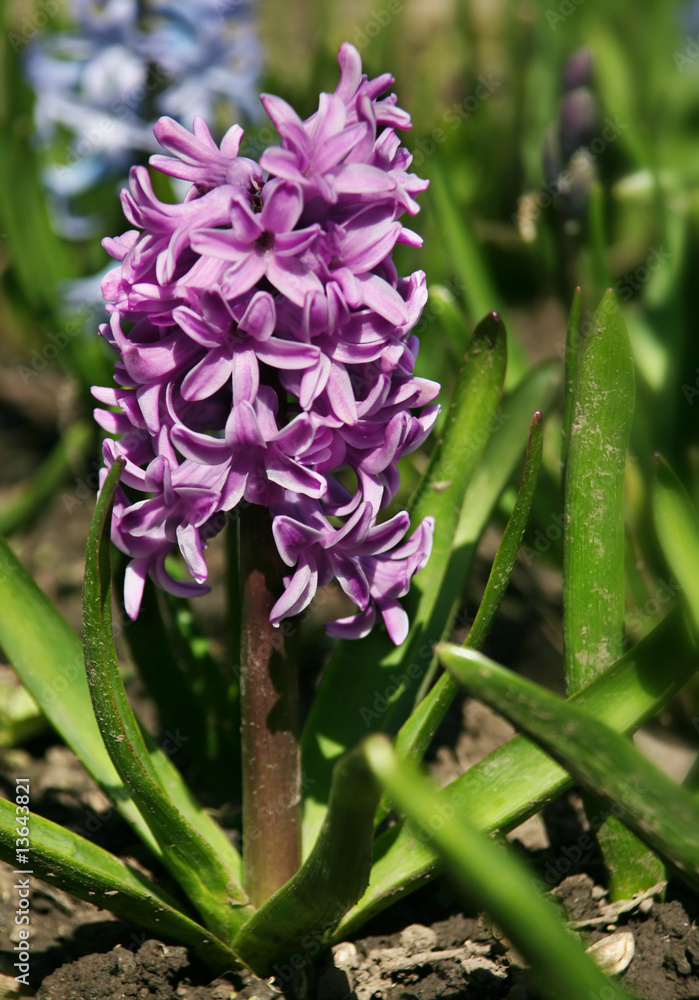 风信子花