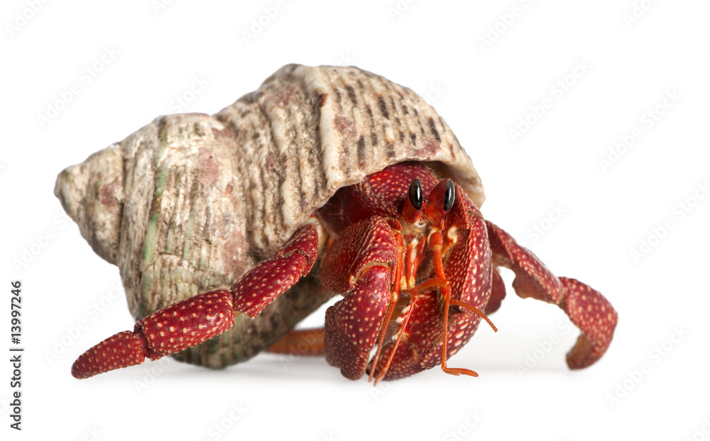 hermit crab - Coenobita perlatus