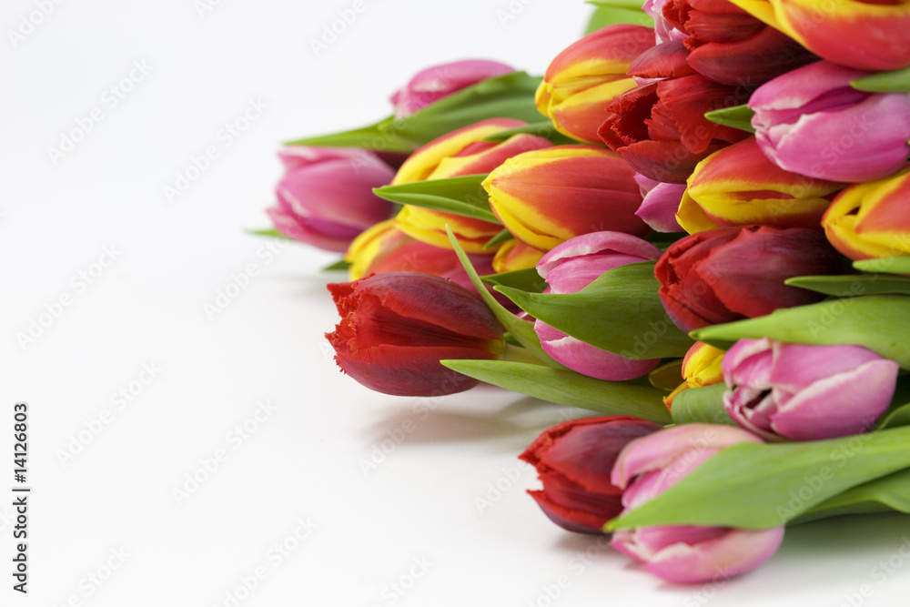 fresh tulips