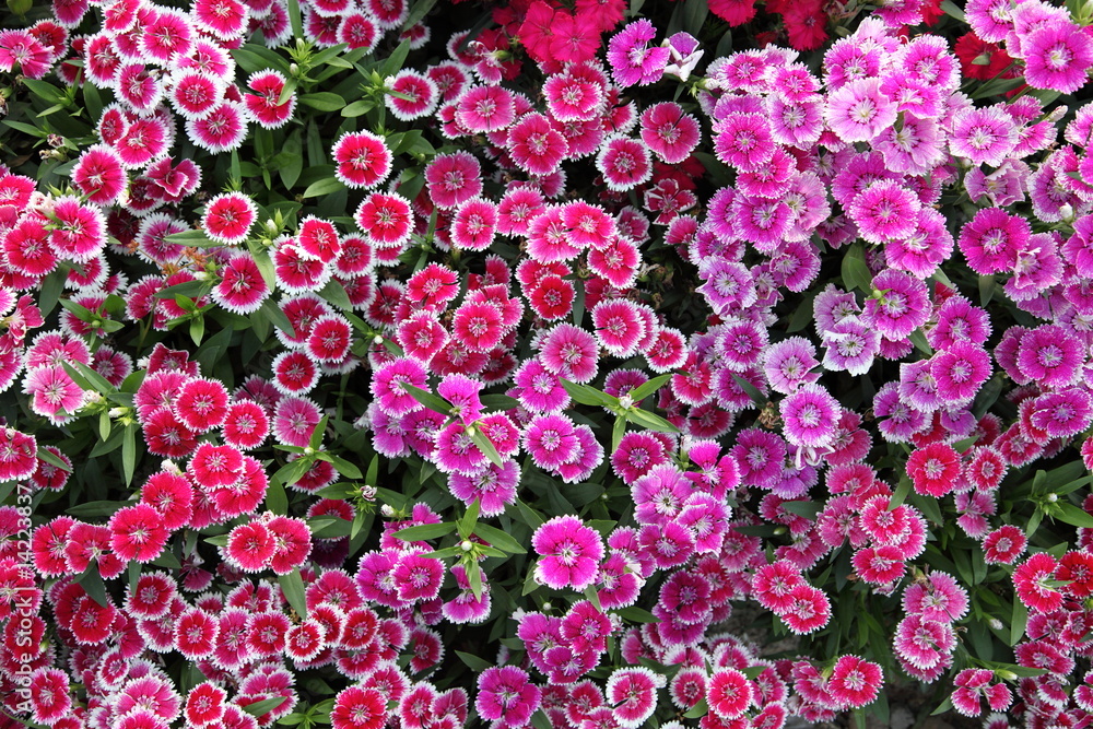 Blooming pink Dianthus