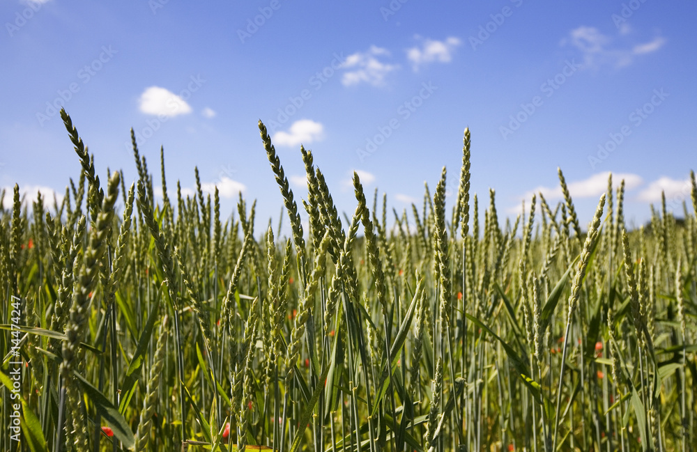 wheat field