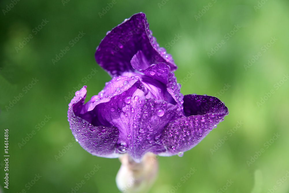 Iris Flowers