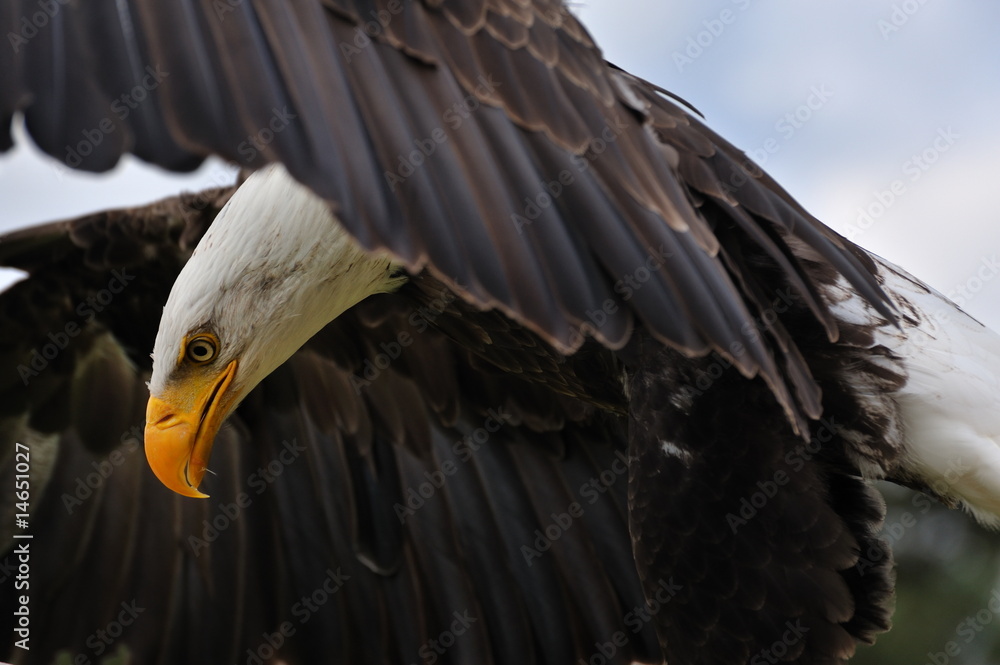 American bald eagle