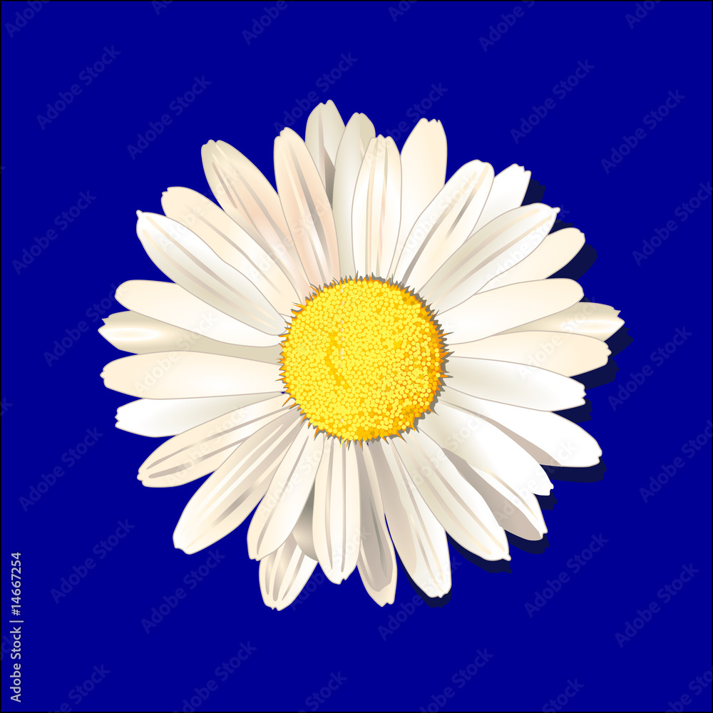 gänseblume