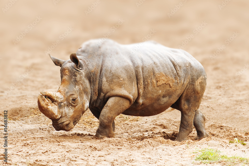 rhinoceros