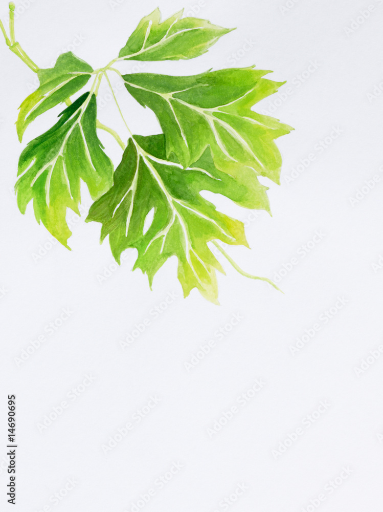 leaves