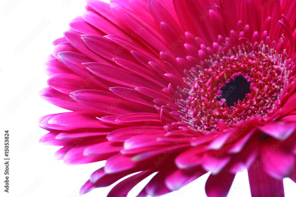 closeup of a pink gerbera daisy with copy space, selective focus