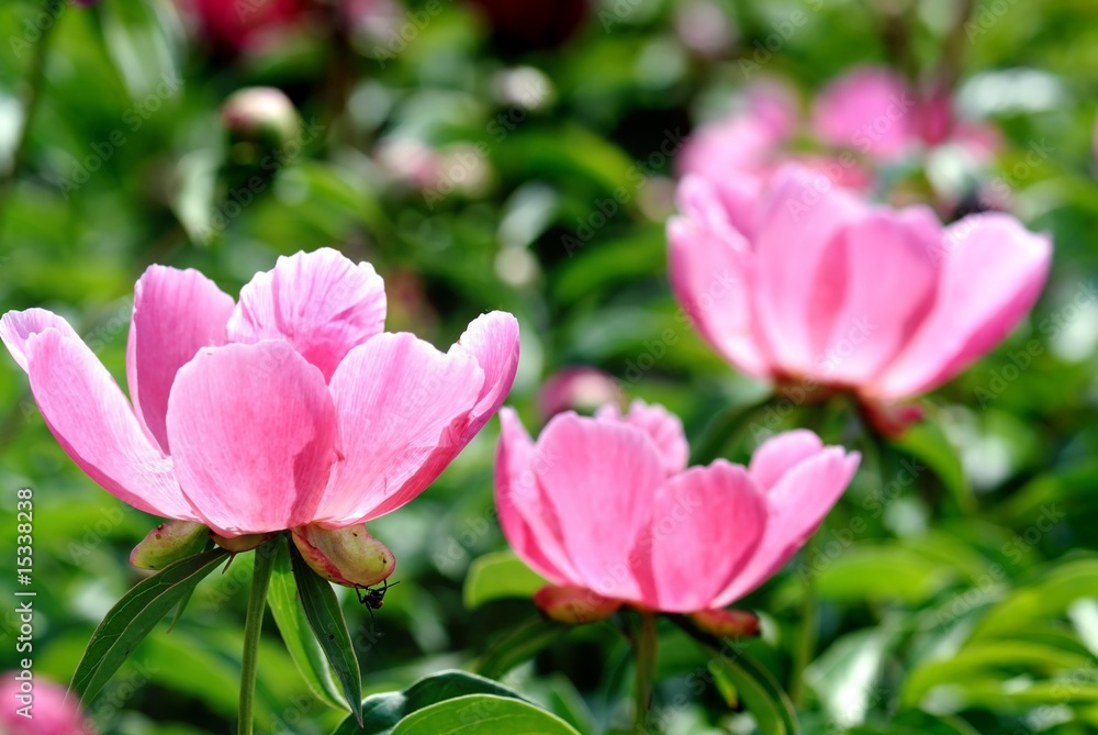 Peony Blossom in the Garden