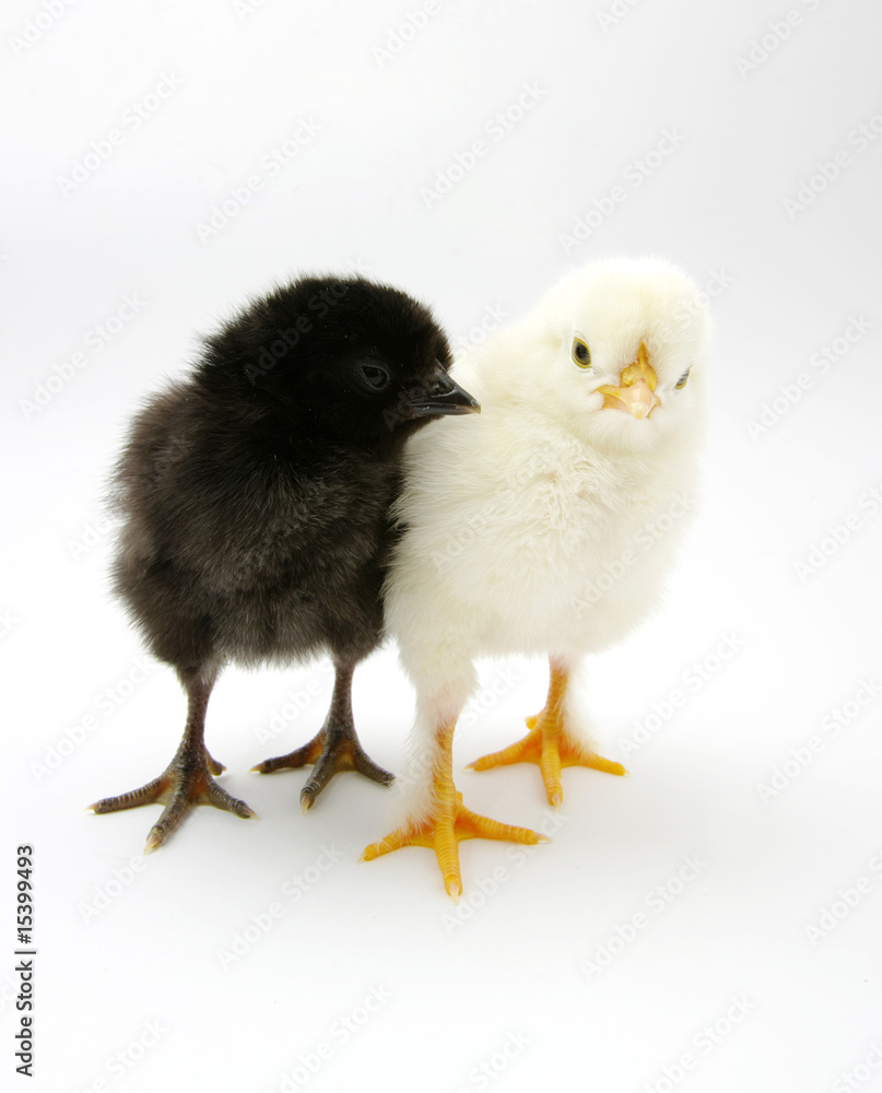 Two chicks