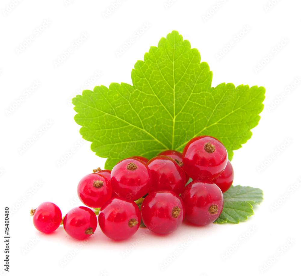 red currants on white