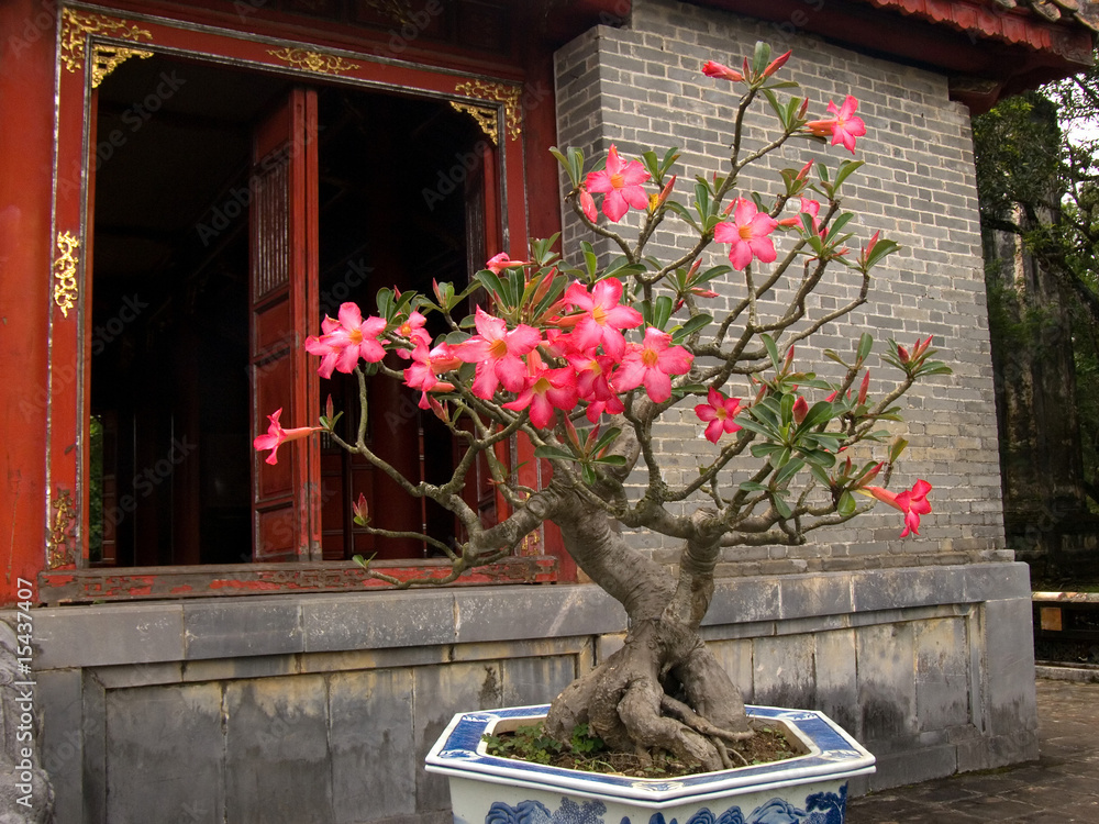 Bonsai mit Büten