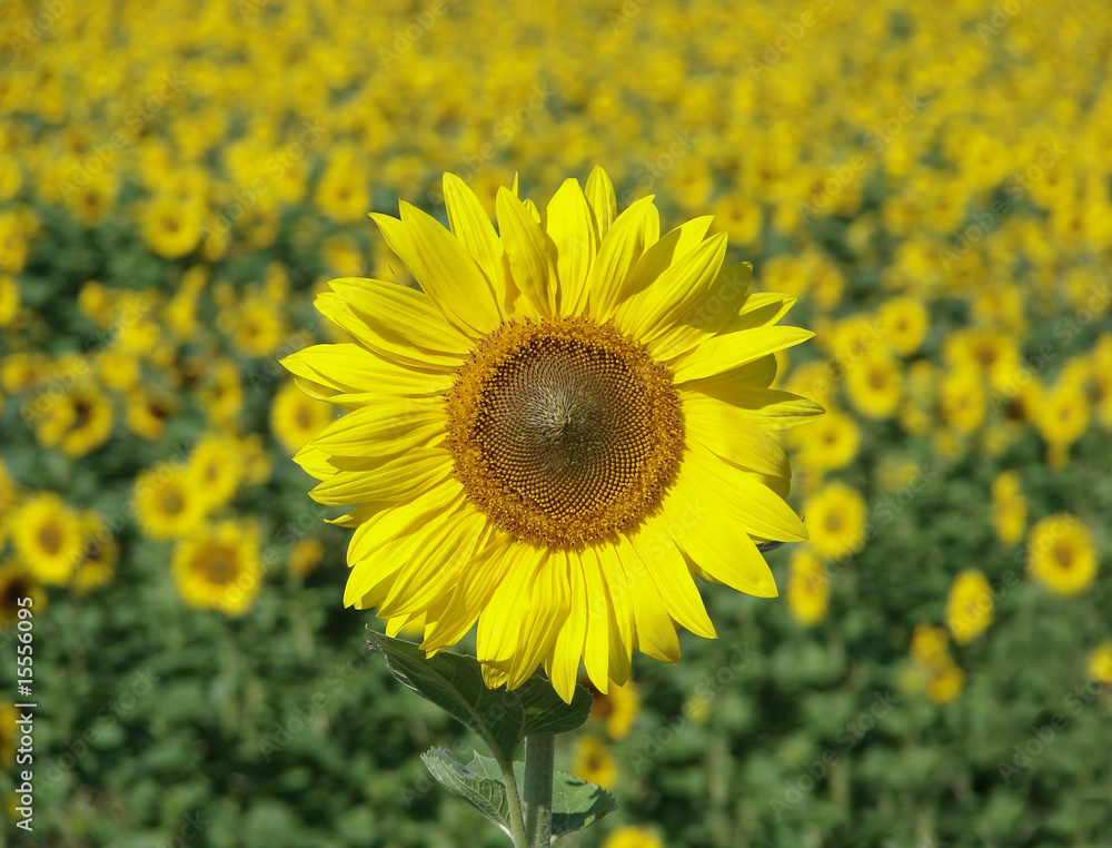 sunflower