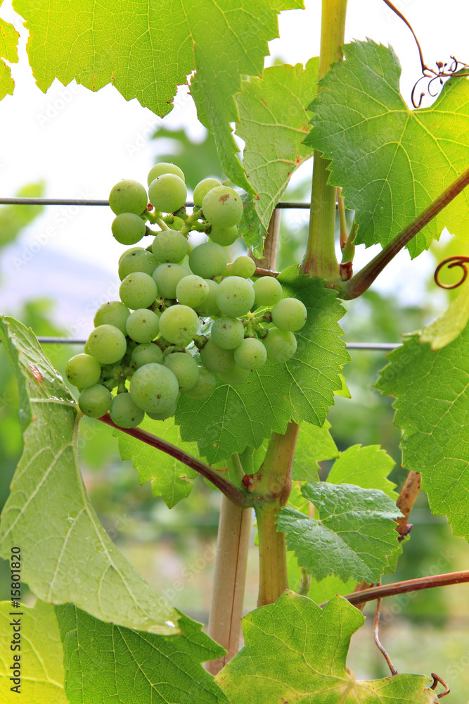 Vineyard grapes