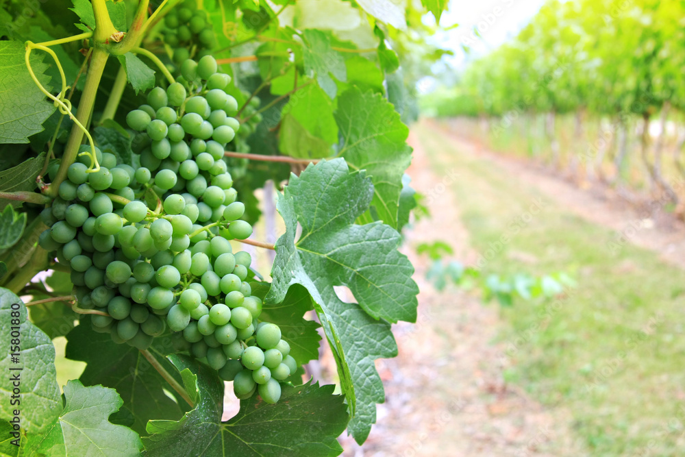 Vineyard grapes