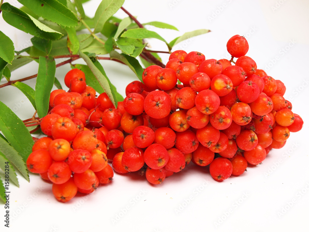 rowan berries branch isolated on a white background