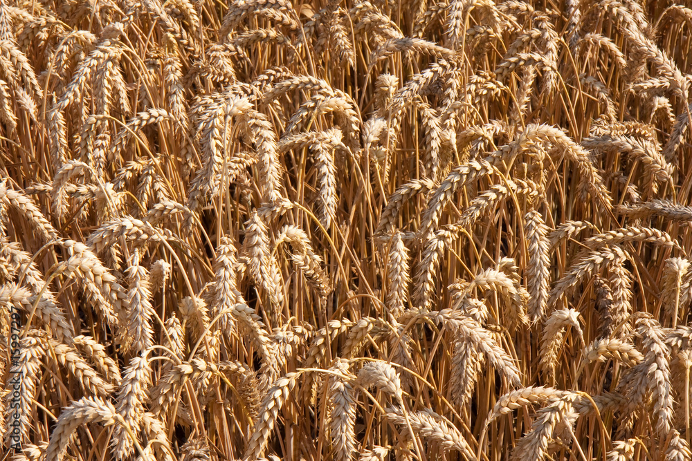 Ripe wheat