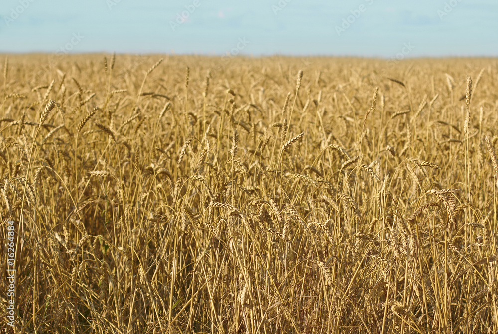 field of grain