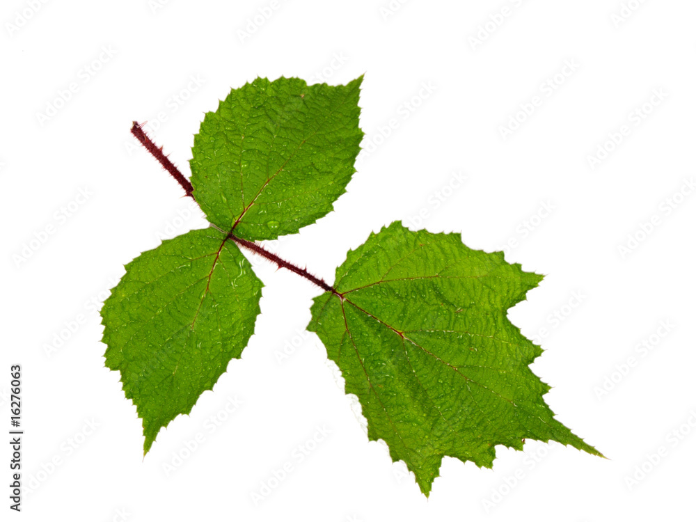 Raspberries leaves on white background