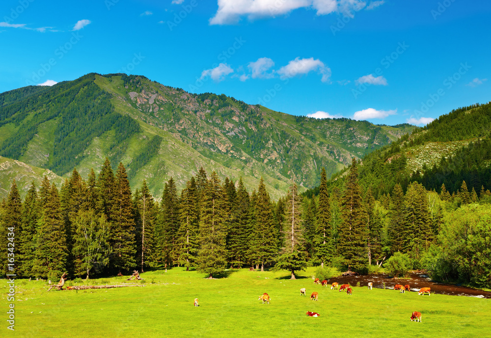 Mountain landscape