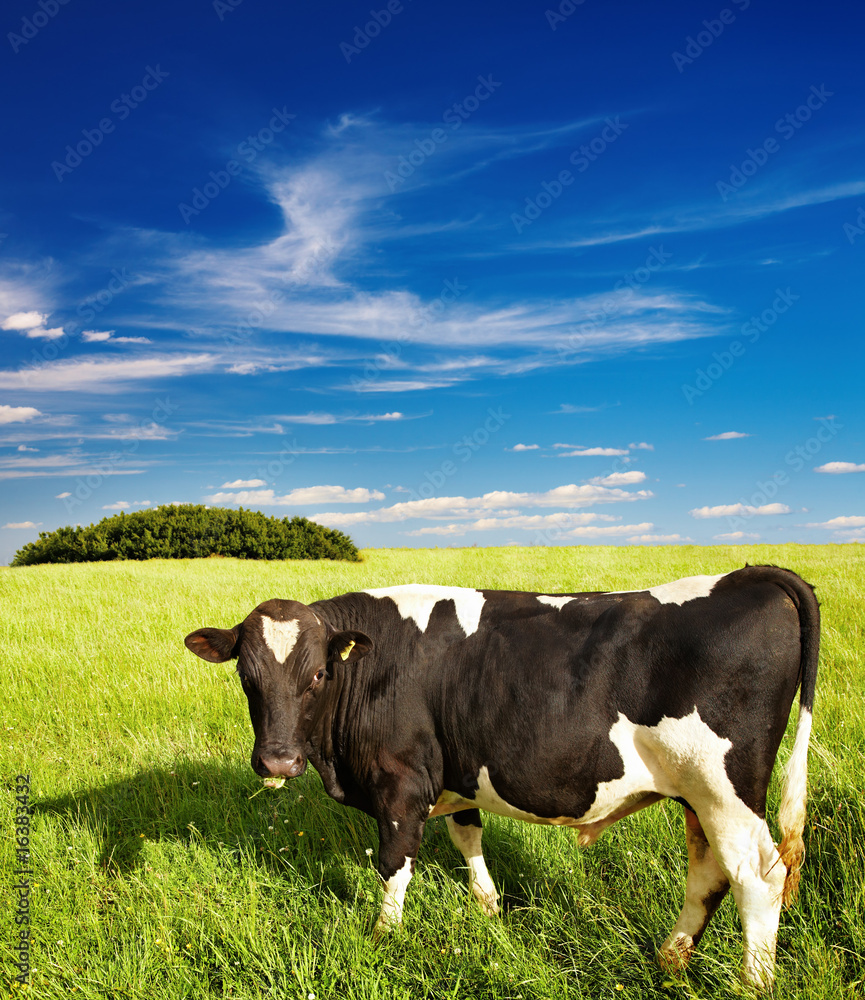 Grazing cow