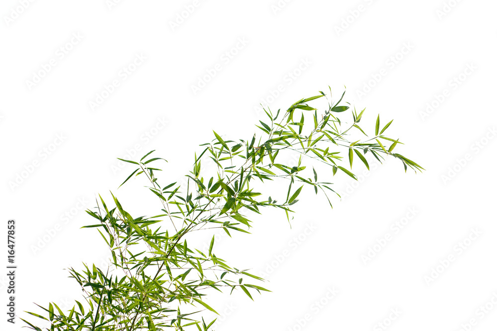 Bamboo leaves