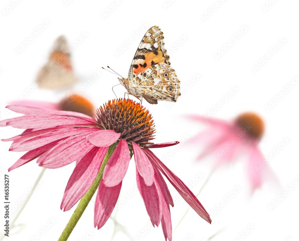 Painted Ladies at Purple Coneflower