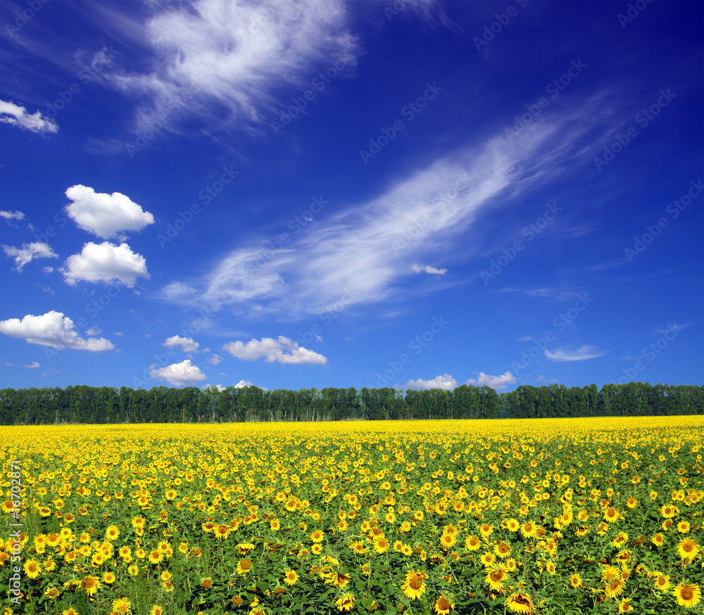 sunflowers field under sky