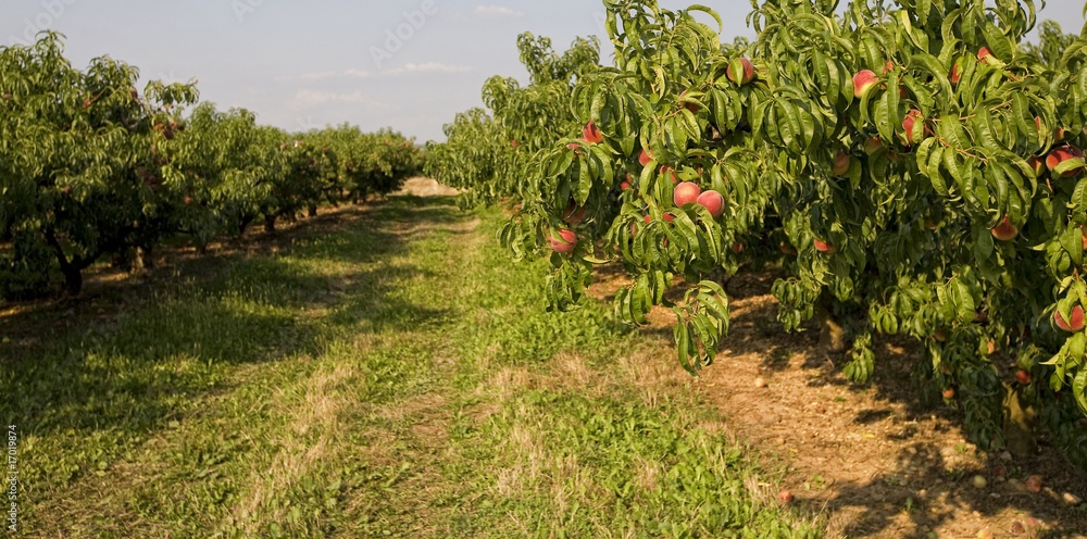 peaches on a tree