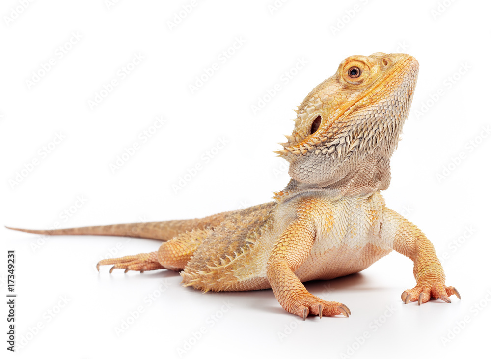 bearded dragon