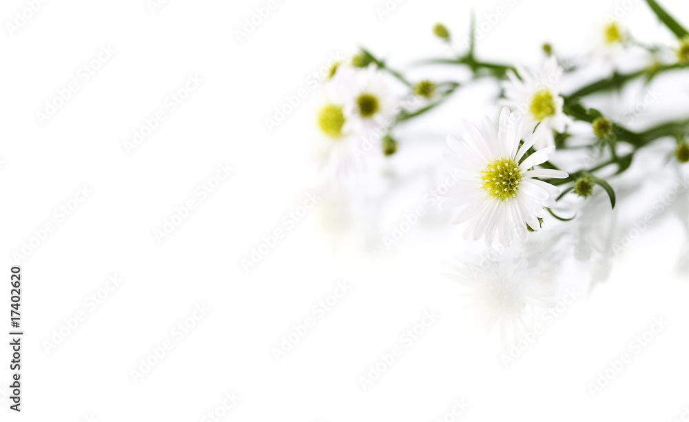 white flowers