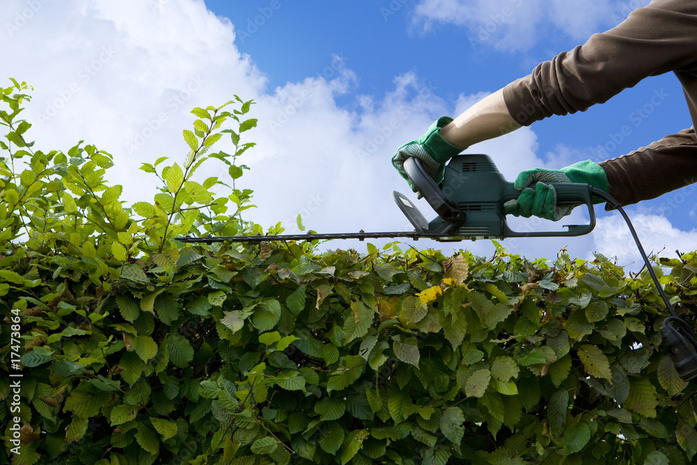 Hecke Schneiden