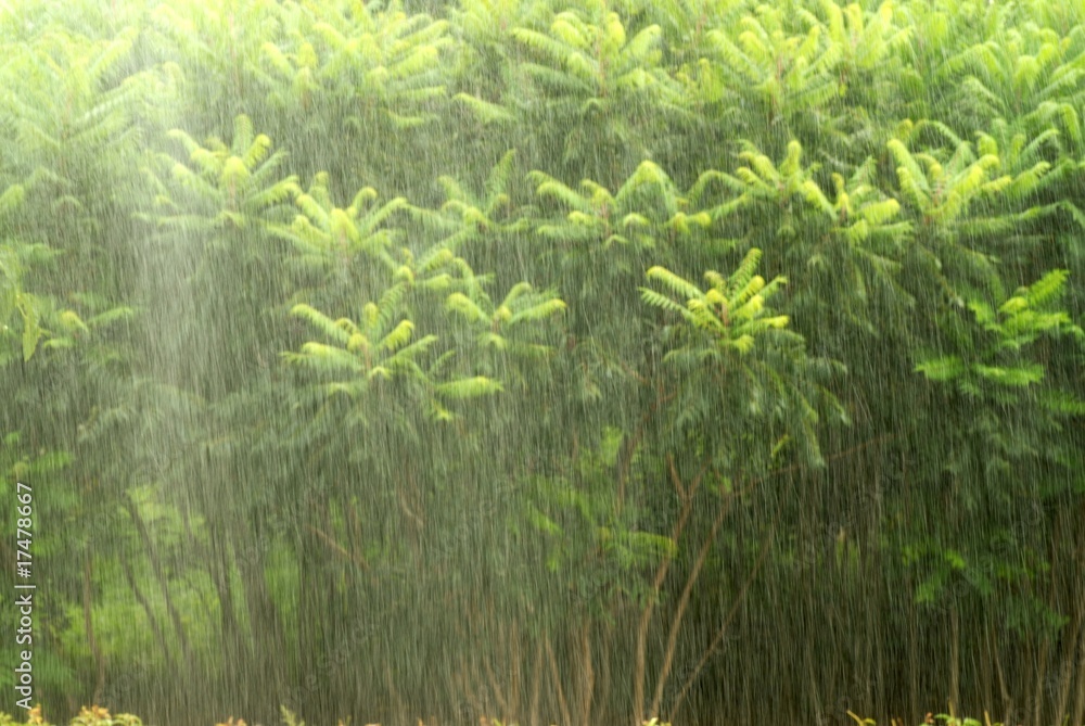 带雨的松树