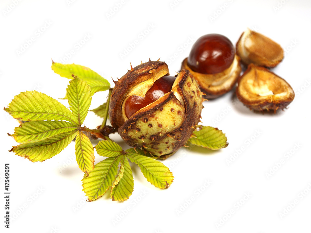 Chestnut on white background