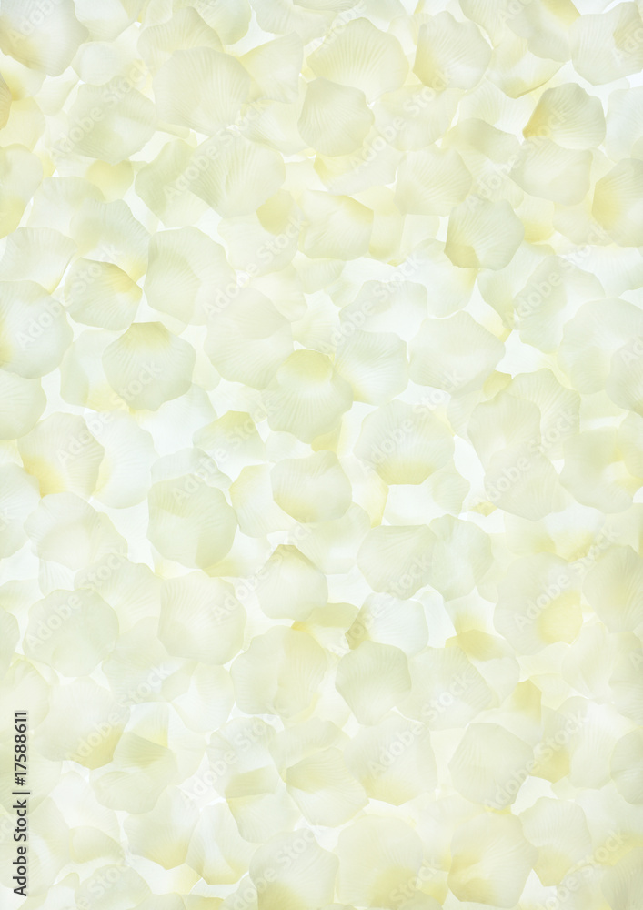 white rose petals background