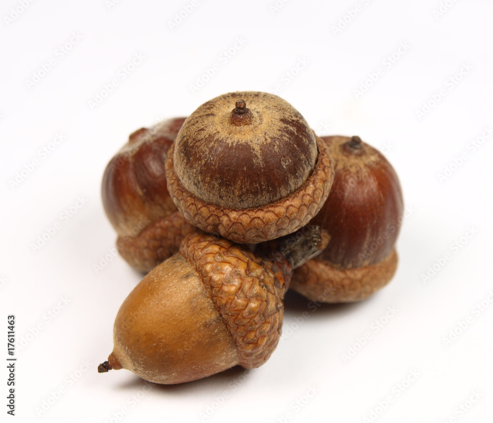 Acorns on white background